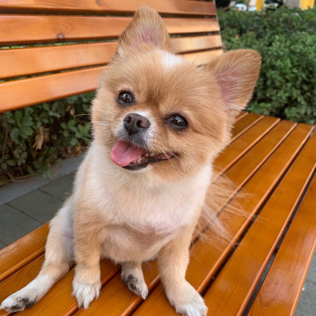 Z184690525的头像-吾爱懒猫